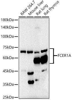 Fc epsilon RI alpha Antibody (7R2U2)