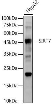 SIRT7 Antibody (2F2V5)