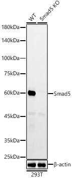Smad5 Antibody (5W8T5)