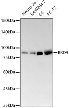 BRD9 Antibody (8C4G2)