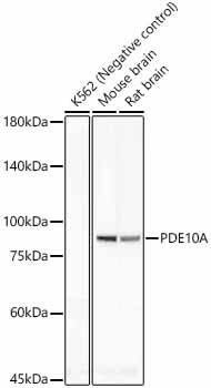 PDE10A Antibody (8J7E5)