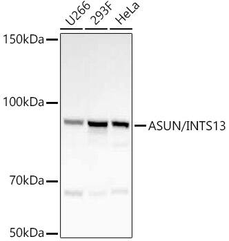 ASUN Antibody (8Q1D6)