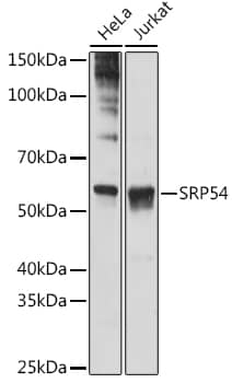 SRP54 Antibody (1O3J1)