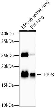 TPPP3 Antibody (2P1I9)