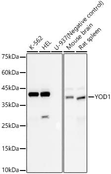 YOD1 Antibody (4F9O2)