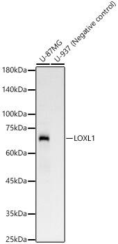 LOXL1 Antibody (4H3V8)