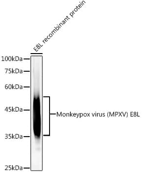 Monkeypox Virus E8L Antibody (7Z8N6)