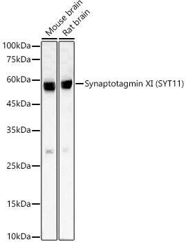 SYT11 Antibody (2M4R9)