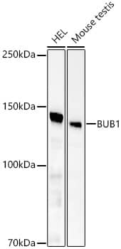 Bub1 Antibody (1N8M1)