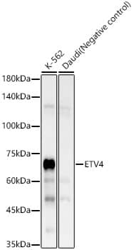 Pea3 Antibody (10I1V4)