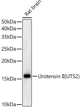 Urotensin-2 Antibody (3B2M6)