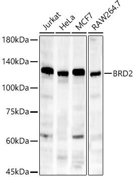 BRD2 Antibody (5K5Y6)