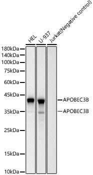 APOBEC3B Antibody (1M8K2)