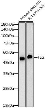 Filaggrin Antibody (6Y7R4)