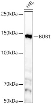 Bub1 Antibody (6U8G10)