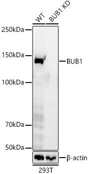 Bub1 Antibody (6U8G10)