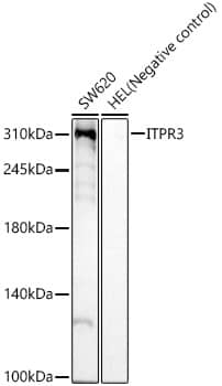 IP3R3 Antibody (9D3H2)