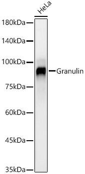 Granulin Antibody (4R8W1)
