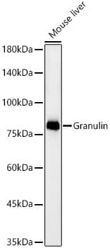 Granulin Antibody (4R8W1)