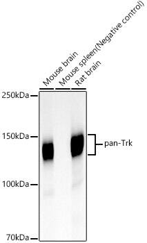 Trk (pan) Antibody (3D4C1)
