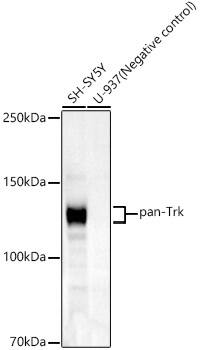 Trk (pan) Antibody (3D4C1)