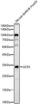 UCP3 Antibody (10I0J9)