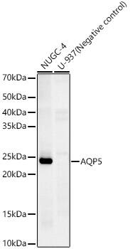 Aquaporin-5 Antibody (10V2Y1)