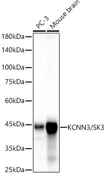 KCNN3 Antibody (3G7W0)