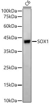 SOX1 Antibody (0H4C1)