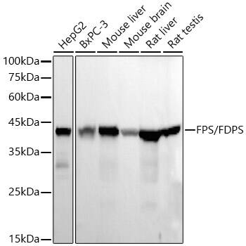 FDPS Antibody (1S6F4)