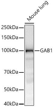 GAB1 Antibody (5C5Q1)