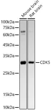 Cdk5 Antibody (6O8F8)