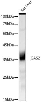 GAS2 Antibody (3H2W4)