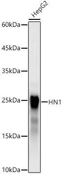 HN1 Antibody (6A3P6)