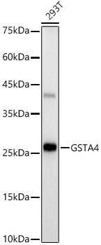 GSTA4 Antibody (3E2W4)