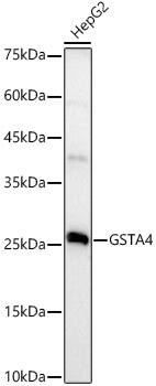 GSTA4 Antibody (3E2W4)