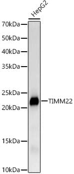 TIMM22 Antibody (2H2R3)