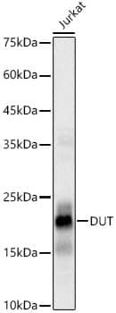 dUTPase Antibody (6B7N2)