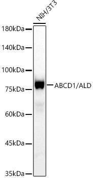 ABCD1 Antibody (9R4O8)