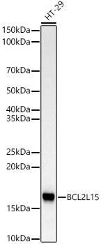 BCL2L15 Antibody (4S4O7)