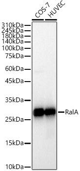 RalA Antibody (3G8D7)