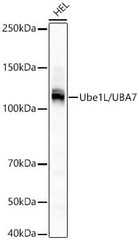 ISG15 Activating Enzyme/UBE1L Antibody (6V3Y5)