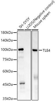 TLE4 Antibody (1D3V4)