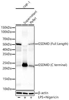 GSDMDC1 Antibody (8K8C6)