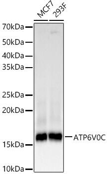 ATP6V0C Antibody (3C7J3)