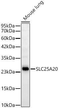 SLC25A20 Antibody (3J1L5)