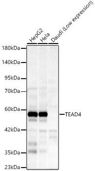 TEAD4 Antibody (8R0N1)