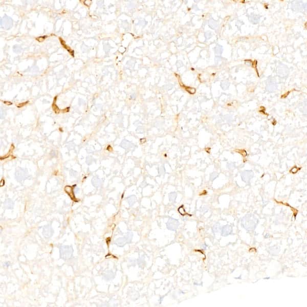 F4/80 Antibody (4J7L6)