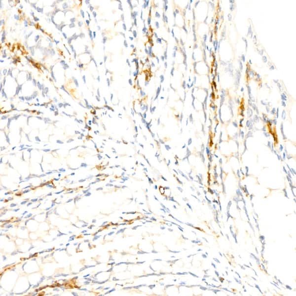F4/80 Antibody (4J7L6)