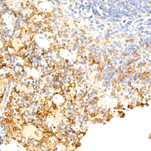 F4/80 Antibody (4J7L6)